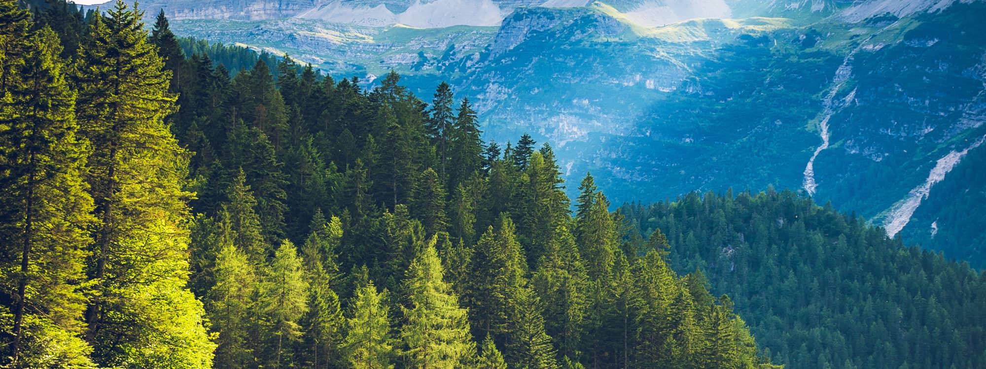 Image of forested mountains